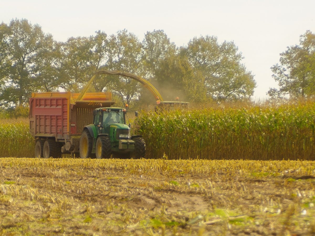 Een tractor met een rode wagen rijdt naast de hakselaar langs een maïsveld
